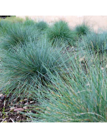 Kostrzewa popielata Festina Festuca glauca