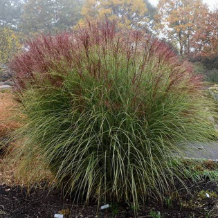 Miskant chiński Morning Light Miscanthus sinensis
