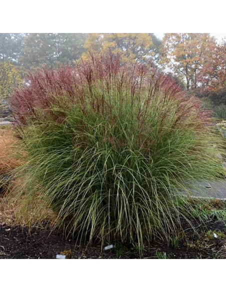 Miskant chiński Morning Light Miscanthus sinensis