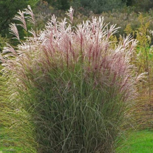 Miskant chiński Morning Light Miscanthus sinensis 2
