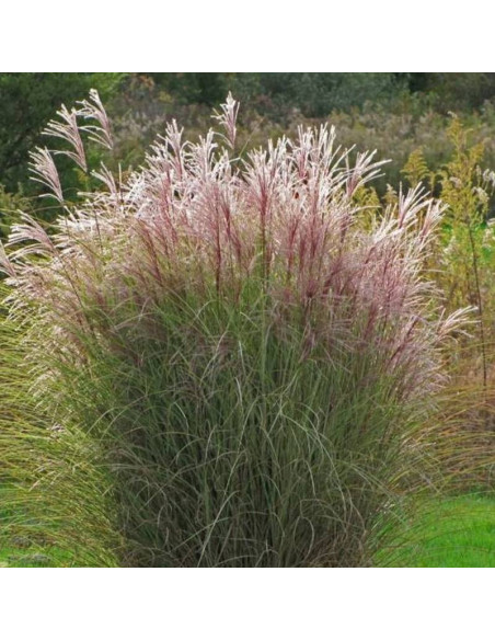 Morning Light Miscanthus sinensis Miskant chiński