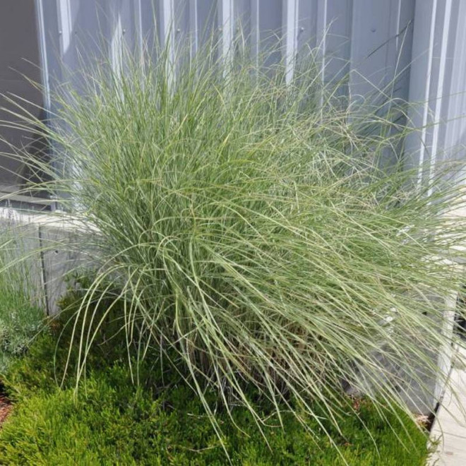 Miskant chiński Miscanthus sinensis Morning Light