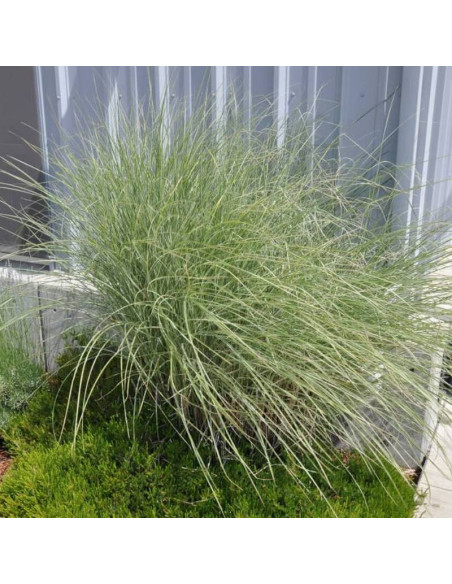 Miskant chiński Miscanthus sinensis Morning Light