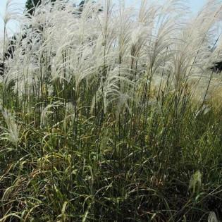 Miskant chiński Memory Miscanthus sinensis 2