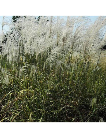 Memory Miscanthus sinensis Miskant chiński