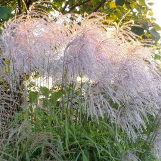 Miskant chiński Memory Miscanthus sinensis