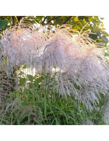 Miskant chiński Memory Miscanthus sinensis