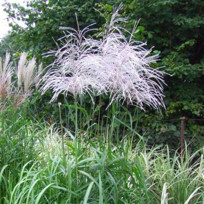 Miskant chiński Miscanthus sinensis Memory