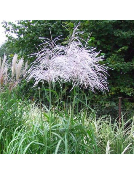 Miskant chiński Miscanthus sinensis Memory