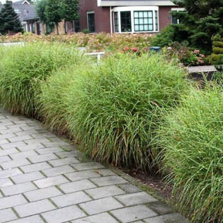 Little Zebra PBR Miscanthus sinensis Miskant chiński