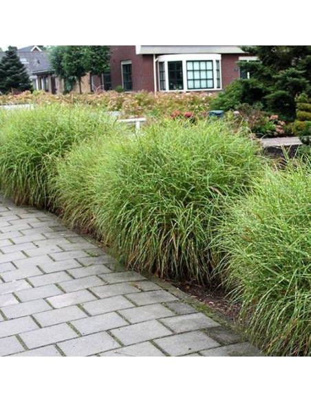 Little Zebra PBR Miscanthus sinensis Miskant chiński