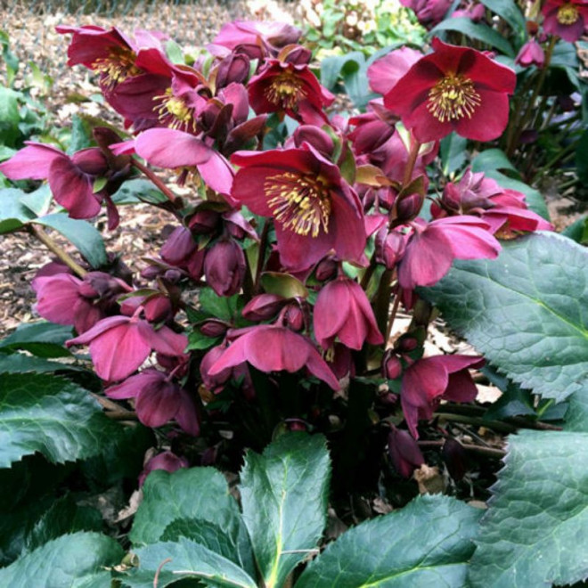 Ciemiernik wschodni Red Lady Helleborus orientalis