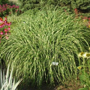 Little Zebra PBR Miscanthus sinensis Miskant chiński 2