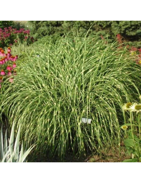 Miskant chiński Little Zebra PBR Miscanthus sinensis