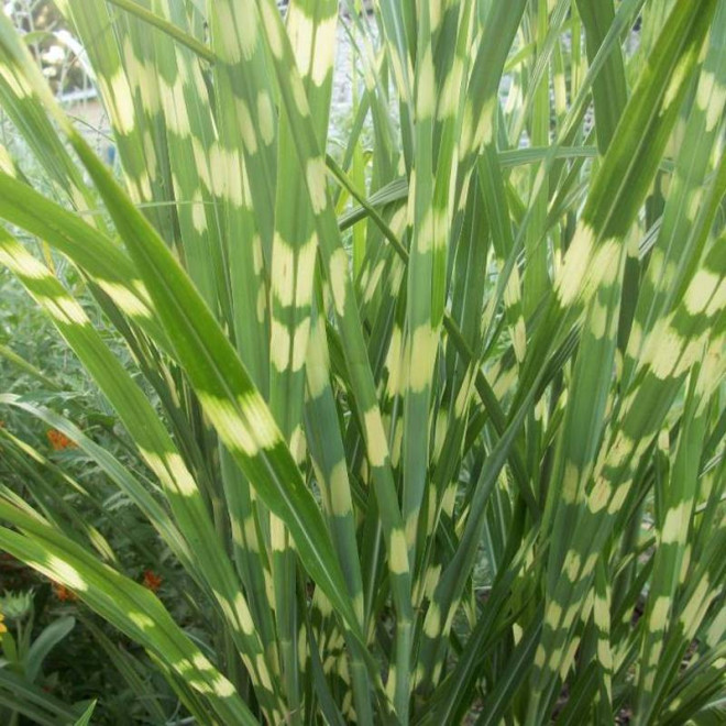 Miskant chiński PBR Miscanthus sinensis Little Zebra