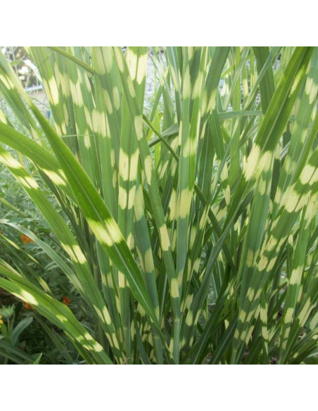 Miskant chiński PBR Miscanthus sinensis Little Zebra