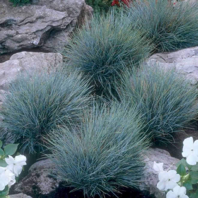 Blaufuchs Festuca glauca Kostrzewa sina