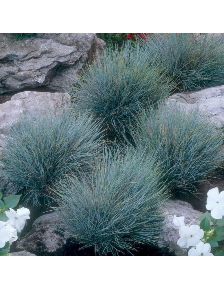 Blaufuchs Festuca glauca Kostrzewa sina