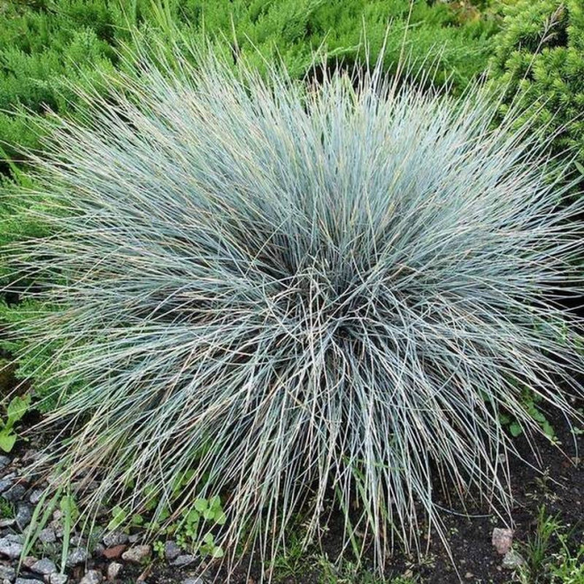 Festuca glauca Blaufuchs Kostrzewa sina