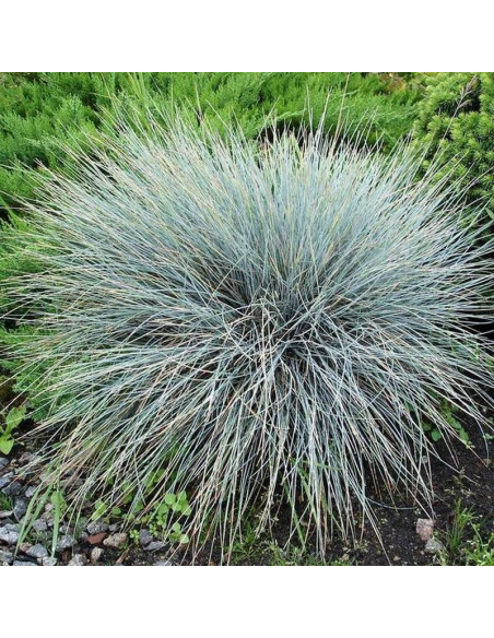 Festuca glauca Blaufuchs Kostrzewa sina