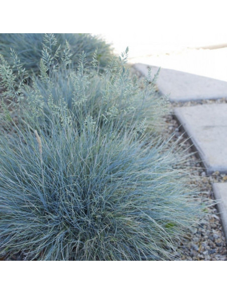 Kostrzewa sina Blaufuchs Festuca glauca
