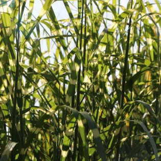 Little Giraffe Miscanthus sinensis Miskant chiński