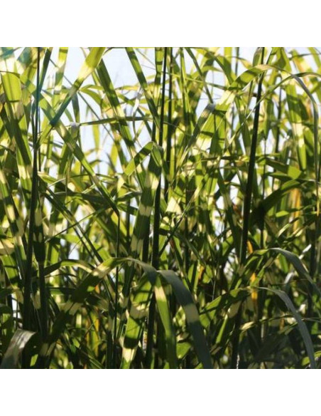 Little Giraffe Miscanthus sinensis Miskant chiński