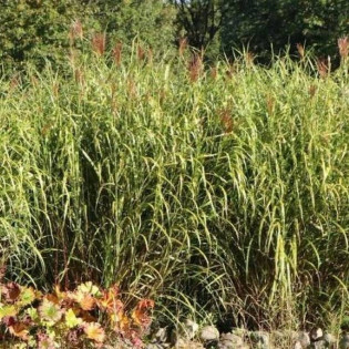 Little Giraffe Miscanthus sinensis Miskant chiński 2