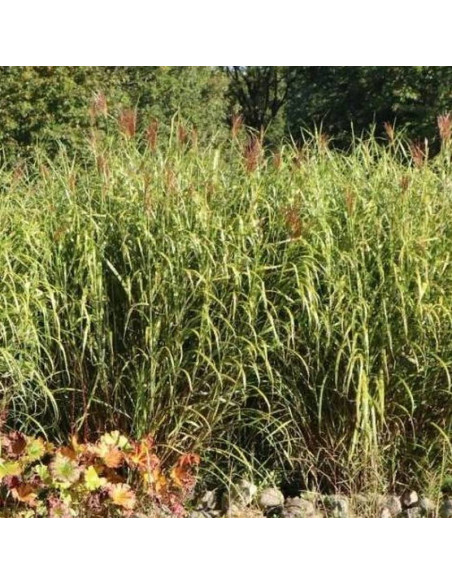 Miskant chiński Little Giraffe Miscanthus sinensis