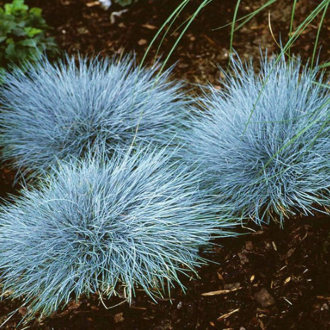 Elijah Blue Trawa niebieska Festuca glauca Kostrzewa sina