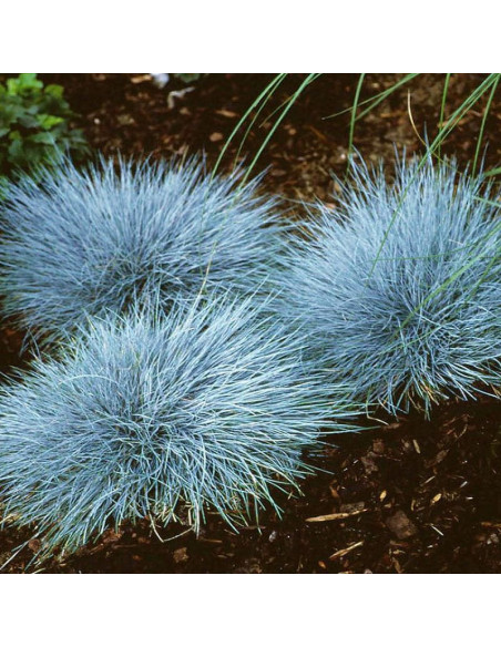 Elijah Blue Trawa niebieska Festuca glauca Kostrzewa sina