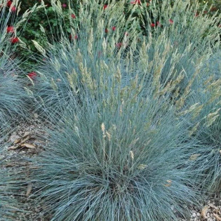 Kostrzewa sina Elijah Blue Trawa niebieska Festuca glauca