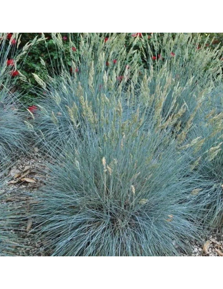 Kostrzewa sina Elijah Blue Trawa niebieska Festuca glauca