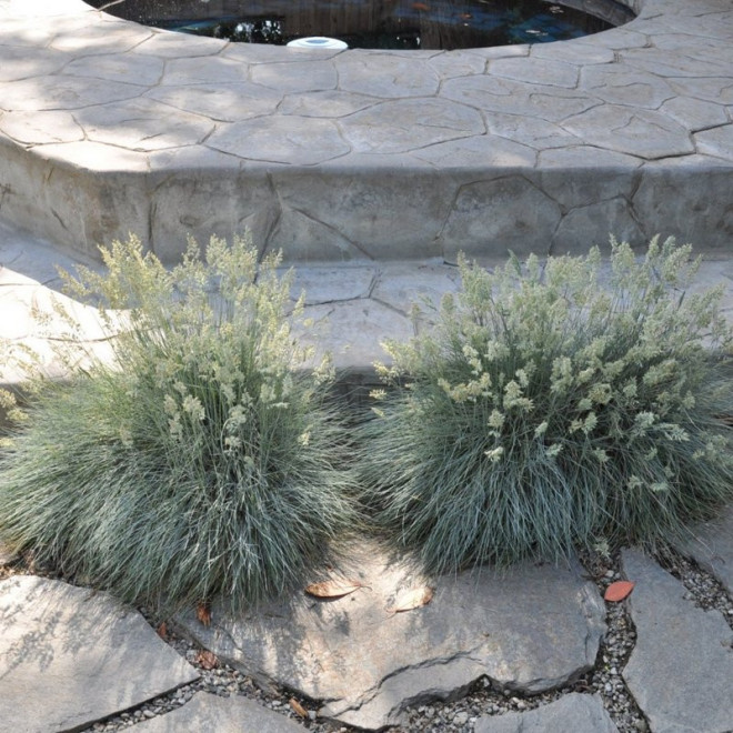 Elijah Blue Kostrzewa sina Trawa niebieska Festuca glauca