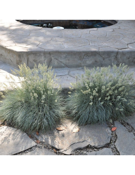 Elijah Blue Kostrzewa sina Trawa niebieska Festuca glauca