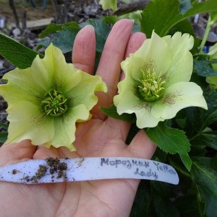 Ciemiernik wschodni Yellow Lady Helleborus orientalis