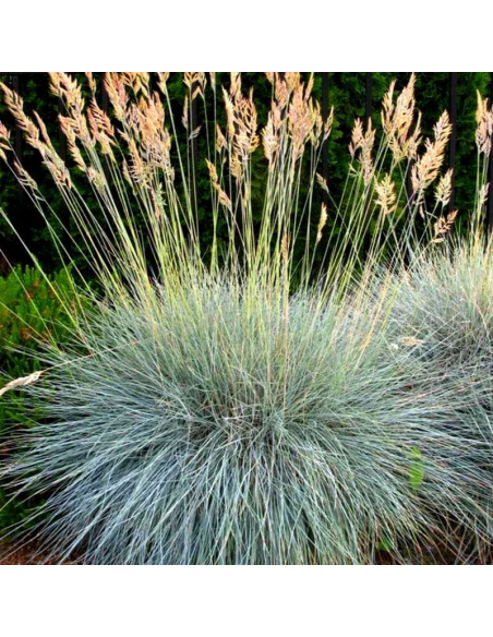 Trawa niebieska Kostrzewa sina Elijah Blue  Festuca glauca