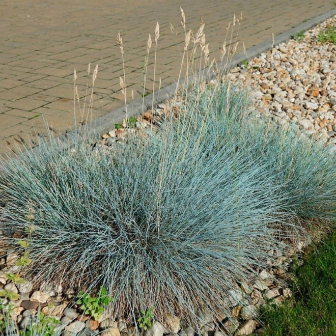 Festuca glauca Kostrzewa sina Elijah Blue Trawa niebieska