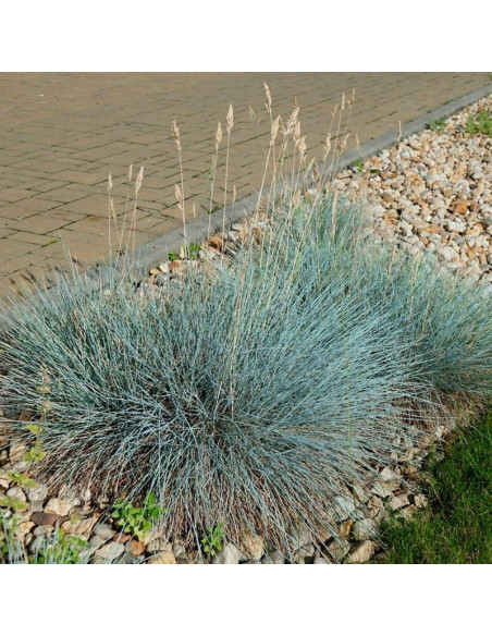 Festuca glauca Kostrzewa sina Elijah Blue Trawa niebieska