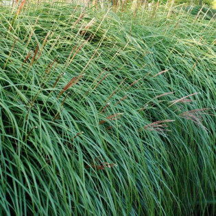 Miskant chiński Krater Miscanthus sinensis 2