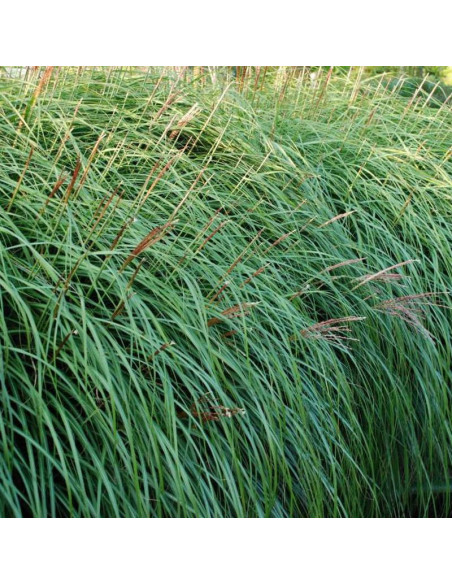 Krater Miscanthus sinensis Miskant chiński