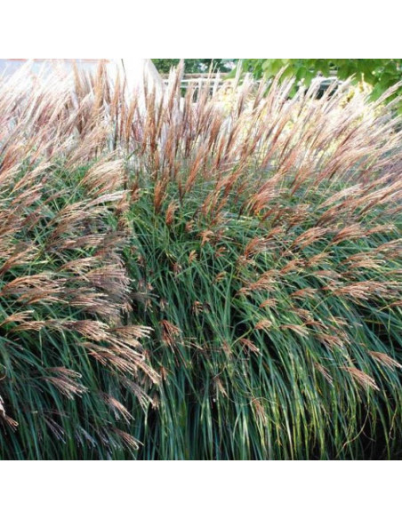 Miskant chiński Krater Miscanthus sinensis