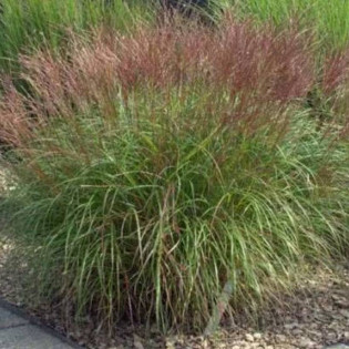 Miskant chiński Kleine Silberspinne Miscanthus sinensis