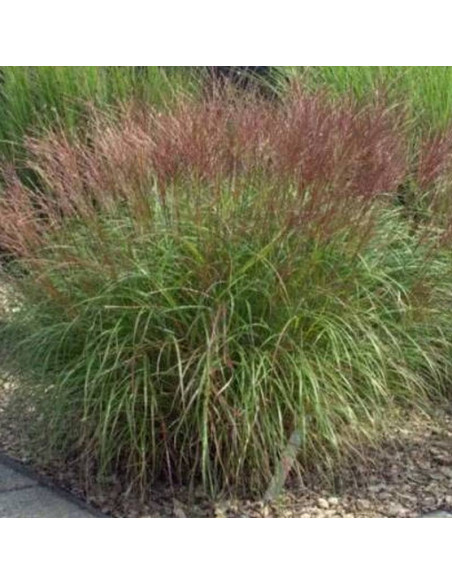 Miskant chiński Kleine Silberspinne Miscanthus sinensis