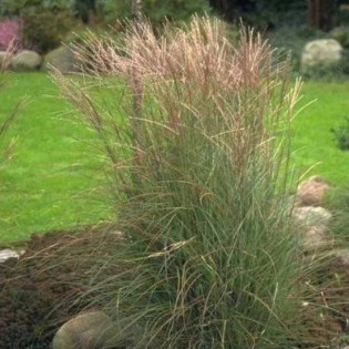 Miskant chiński Kleine Silberspinne Miscanthus sinensis 2