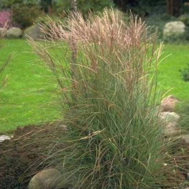 Kleine Silberspinne Miscanthus sinensis Miskant chiński