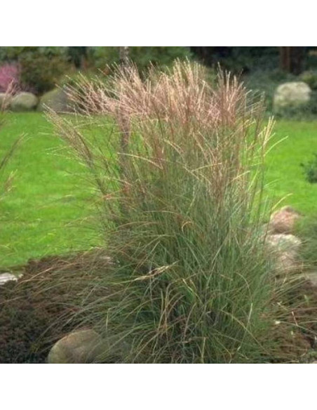 Kleine Silberspinne Miscanthus sinensis Miskant chiński