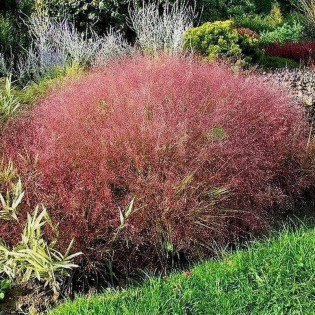 Miłka okazała Eragrostis spectabilis