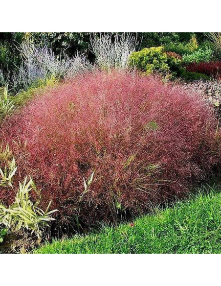Miłka okazała Eragrostis spectabilis