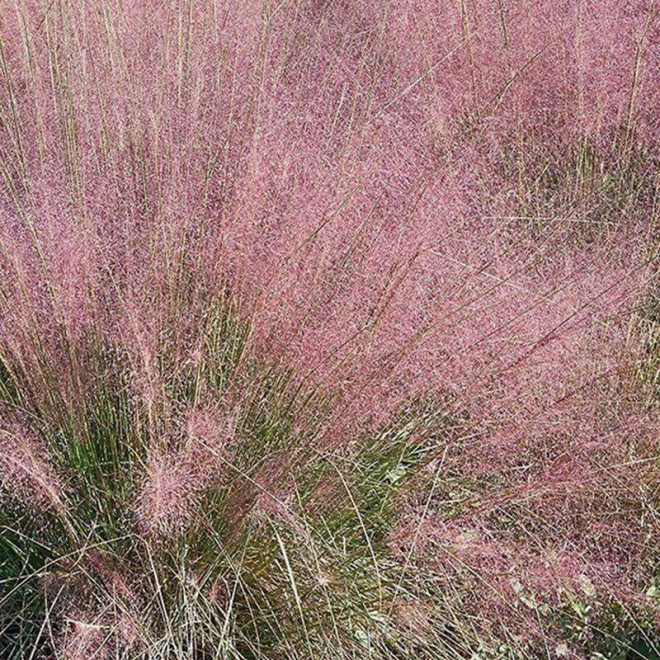 Eragrostis spectabilis Miłka okazała